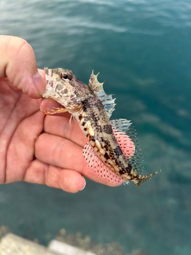 アナハゼの釣果