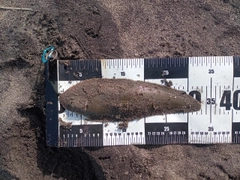 シタビラメの釣果