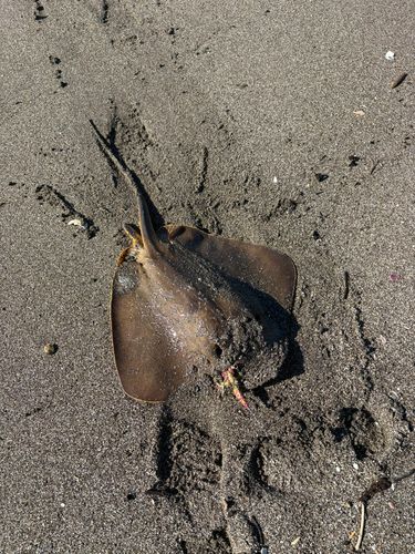 アカエイの釣果