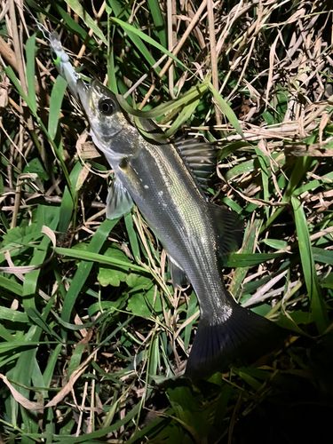 那珂川（茨城〜栃木）