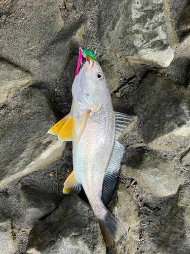 イシモチの釣果