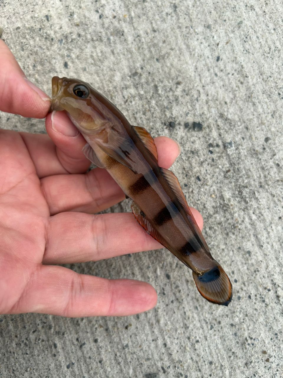 リュウグウハゼ