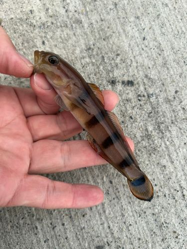 リュウグウハゼの釣果