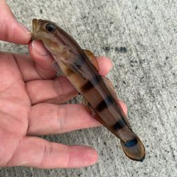 リュウグウハゼ