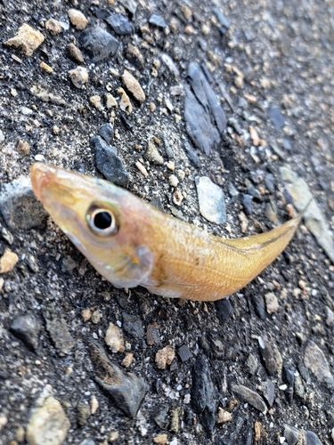 シロギスの釣果