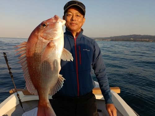 マダイの釣果
