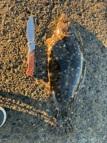 ヒラメの釣果