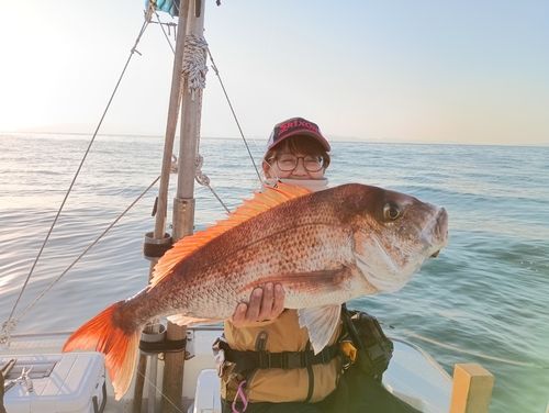 マダイの釣果