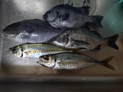 シマダイの釣果