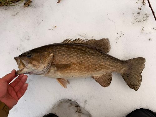 スモールマウスバスの釣果