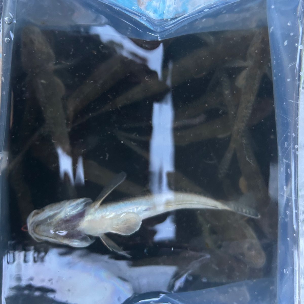 まみぞう★さんの釣果 1枚目の画像