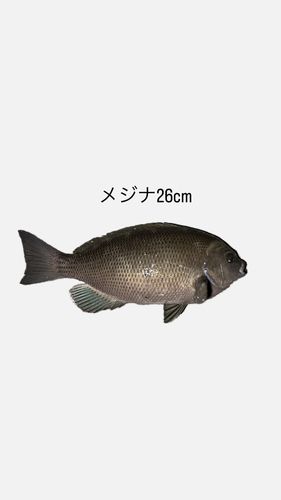 メジナの釣果