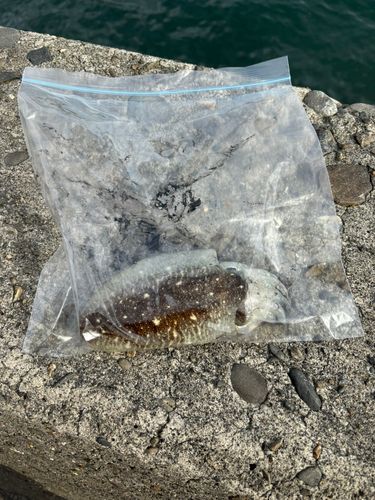 コウイカの釣果