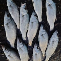 セイゴ（ヒラスズキ）