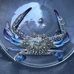 タイワンガザミ