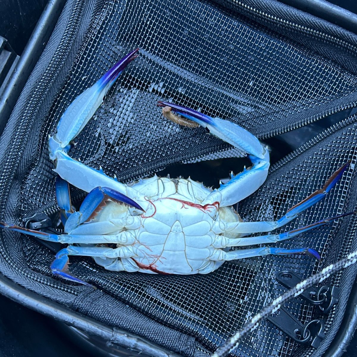 まみぞう★さんの釣果 2枚目の画像