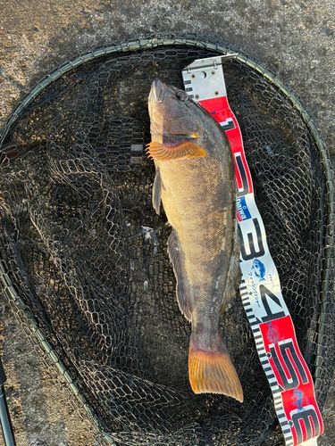 アイナメの釣果