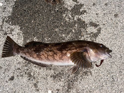 アイナメの釣果