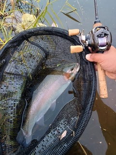 ニジマスの釣果