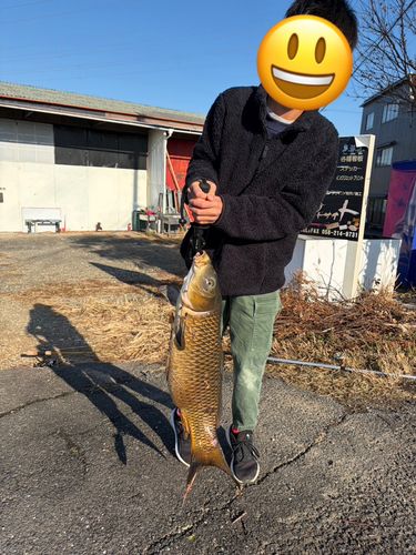 コイの釣果