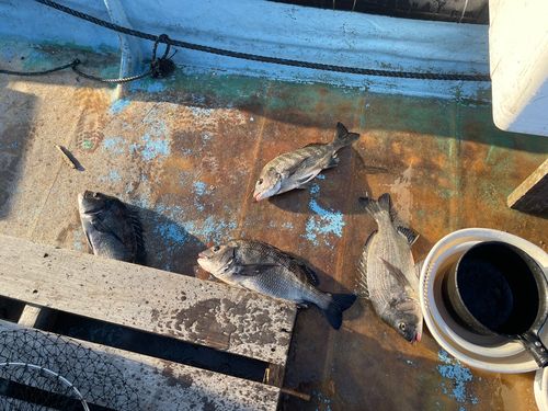 クロダイの釣果