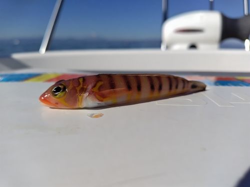 オキトラギスの釣果