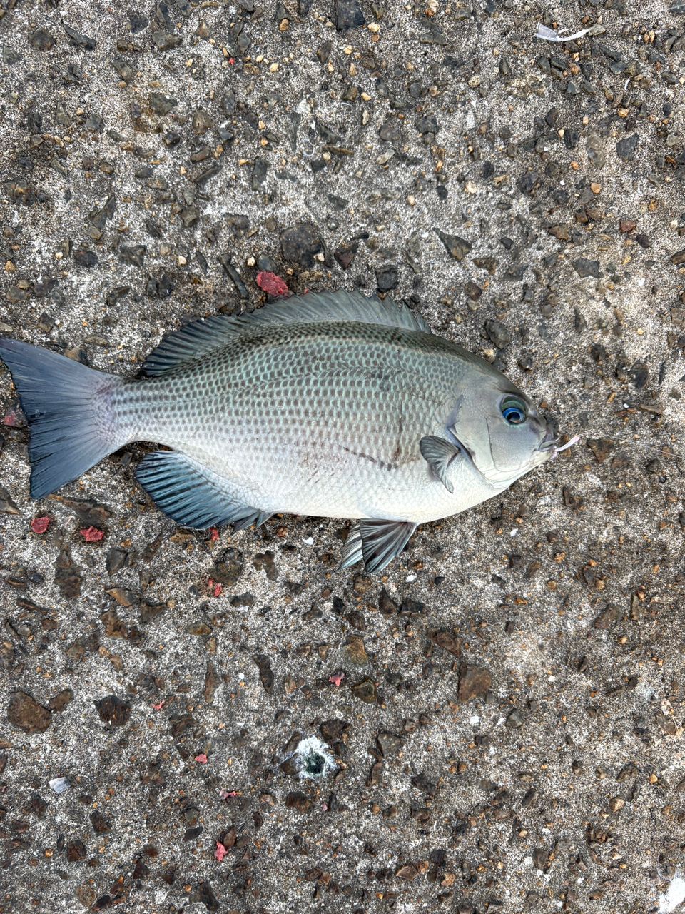 madaiさんの釣果 1枚目の画像