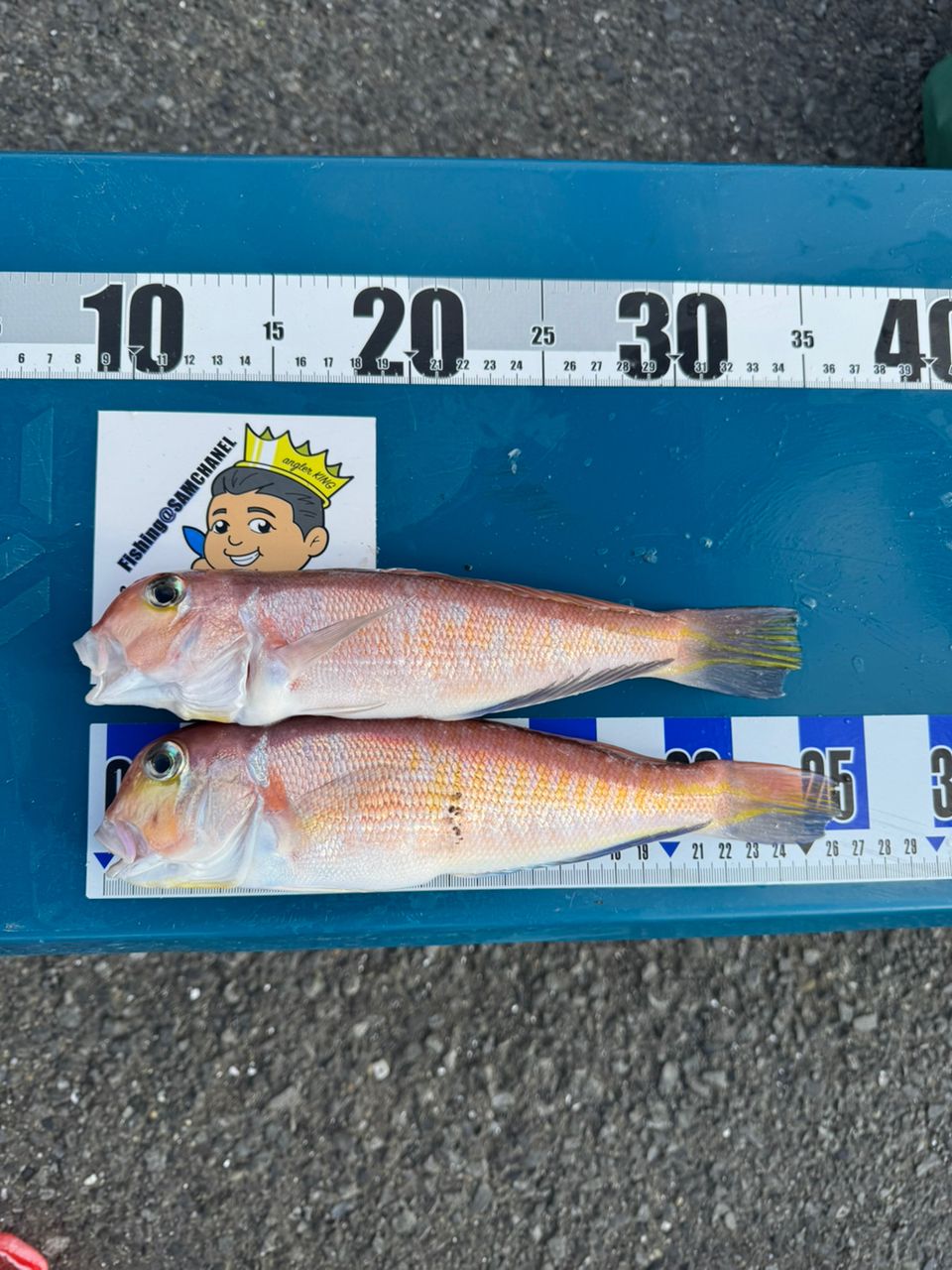 アングラーきんぐさんの釣果 1枚目の画像