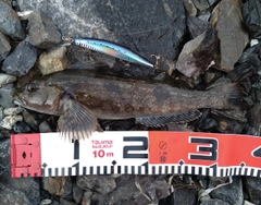 アイナメの釣果