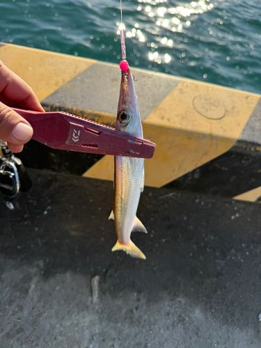 カマスの釣果