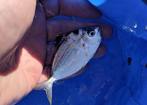 ヒイラギの釣果