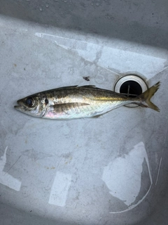 マアジの釣果