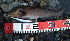 アイナメの釣果