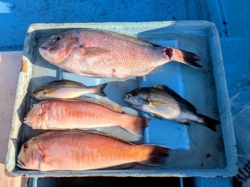 シロアマダイの釣果