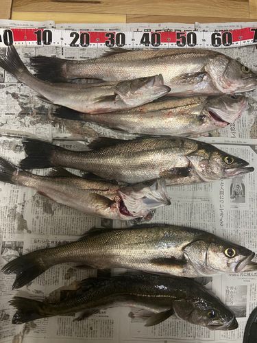 シーバスの釣果