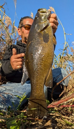 スモールマウスバスの釣果