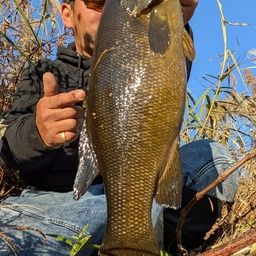 スモールマウスバス