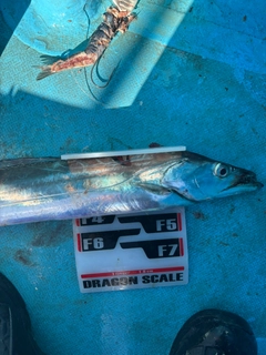 タチウオの釣果