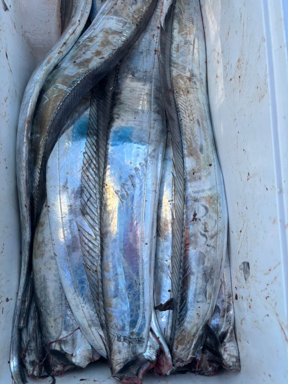 イカジロ–さんの釣果 2枚目の画像