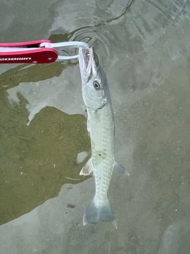 オニカマスの釣果
