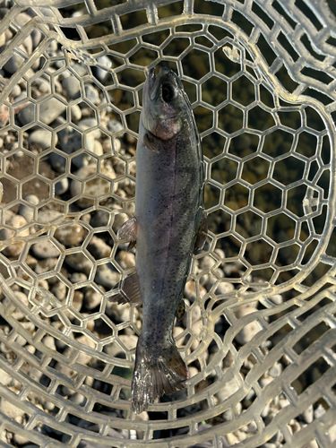 ニジマスの釣果