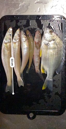 小名浜港市場前