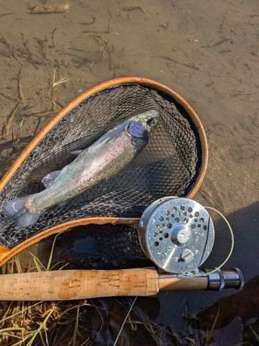 ニジマスの釣果