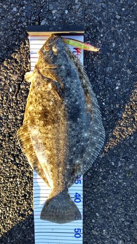 ヒラメの釣果
