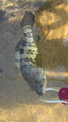 チャイロマルハタの釣果