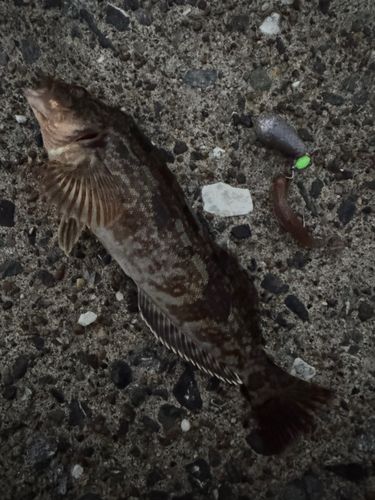 アイナメの釣果