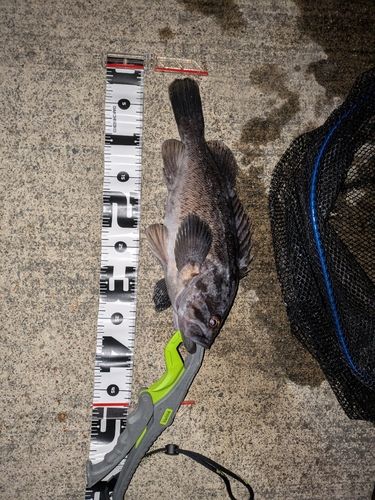 クロソイの釣果