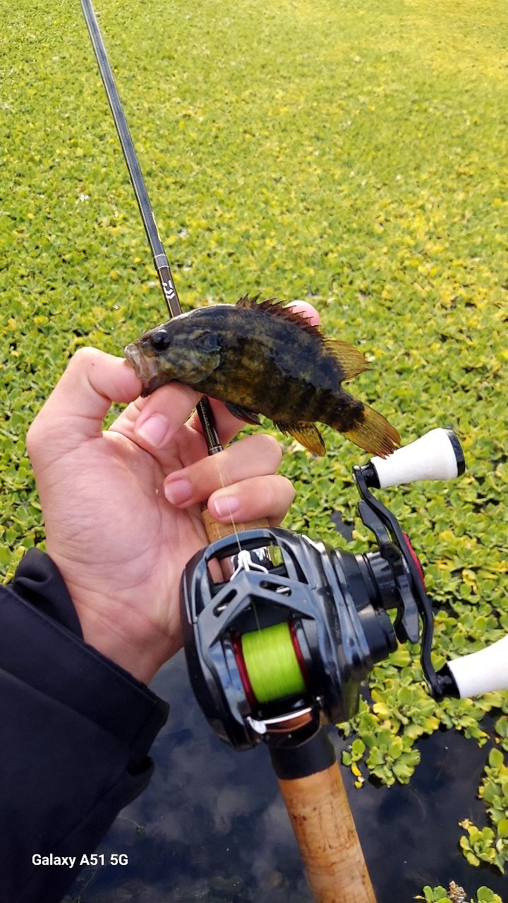 DAIWA 23トラウト X NT 48ULB・Nの最安値・インプレ・釣果 | 本音の