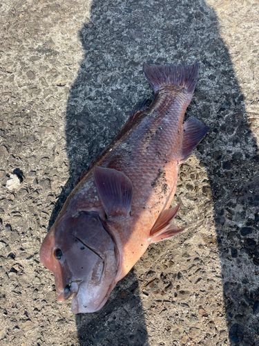 カンダイの釣果