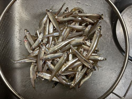 ワカサギの釣果